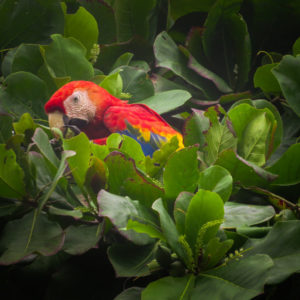 Scarlett Macaw in an almond tree in Costa Rica