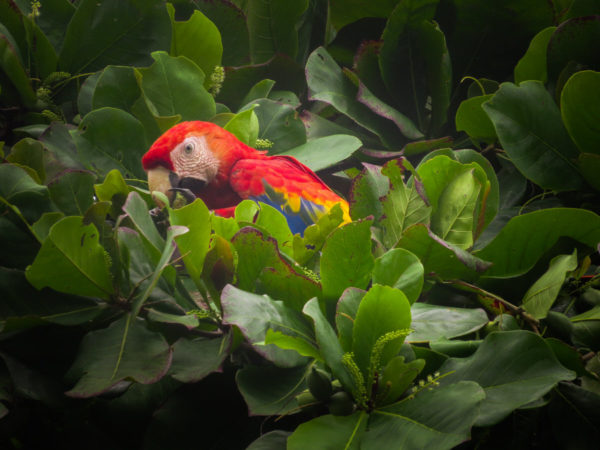 Scarlett Macaw in an almond tree in Costa Rica